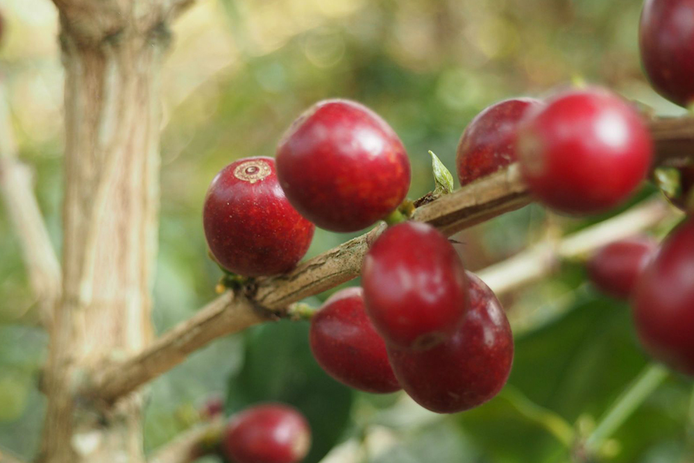 Giống cà phê Timor Hybrid 